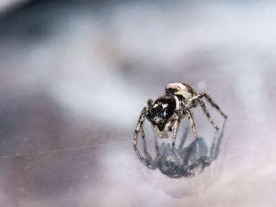 Spinne