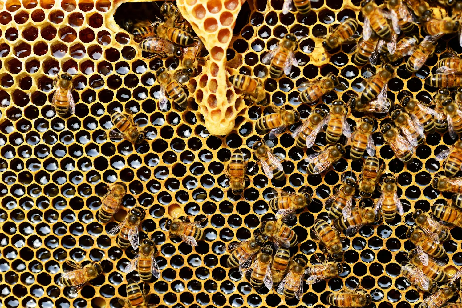 Nahaufnahme eines Bienenstocks mit vielen Honigbienen, die auf den Waben sitzen und arbeiten. Die Waben sind mit dunklem Honig gefüllt.